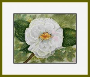 Anne Colman web