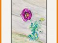 Anne Colman web7