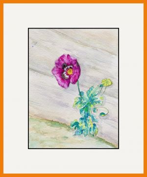 Anne Colman web7