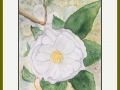 Carol Wellman web4
