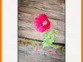Christine Bessant Web4