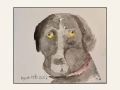 dog web