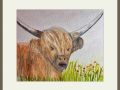 joy sherriff highland cow web