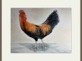 joy sherriff.cockerel web