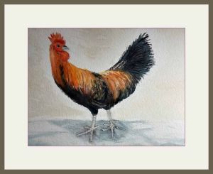 joy sherriff.cockerel web