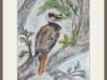 pam aliband kookaburra web
