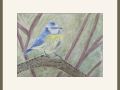 pam alliband blue tit web