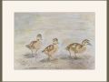 pam alliband ducklings web