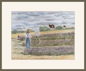 pam alliband lavender fields web