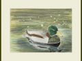 pam mallard web
