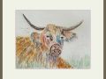 pam.highland cow web